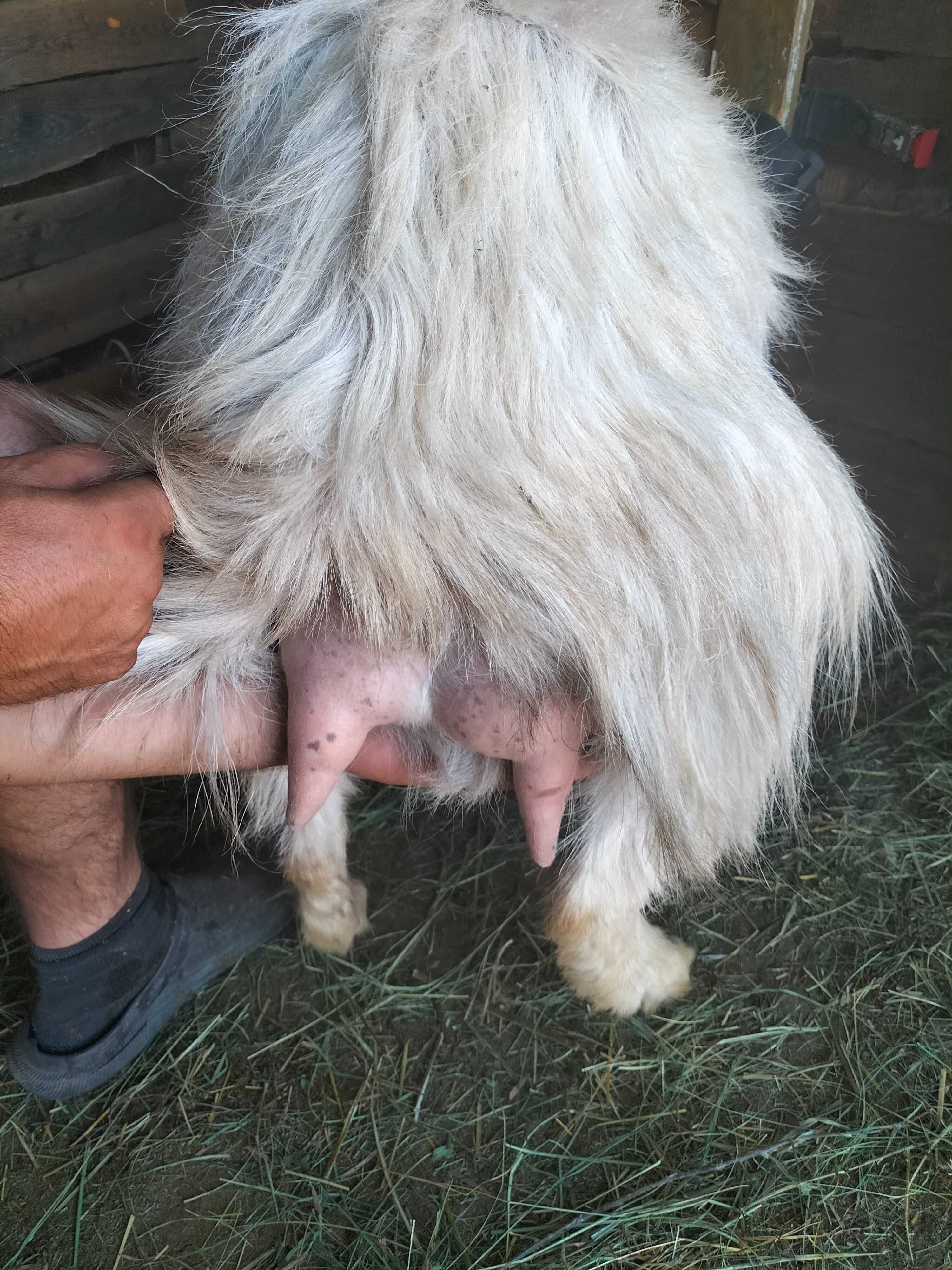 Vând 6 capre și ieduțe din primăvară.