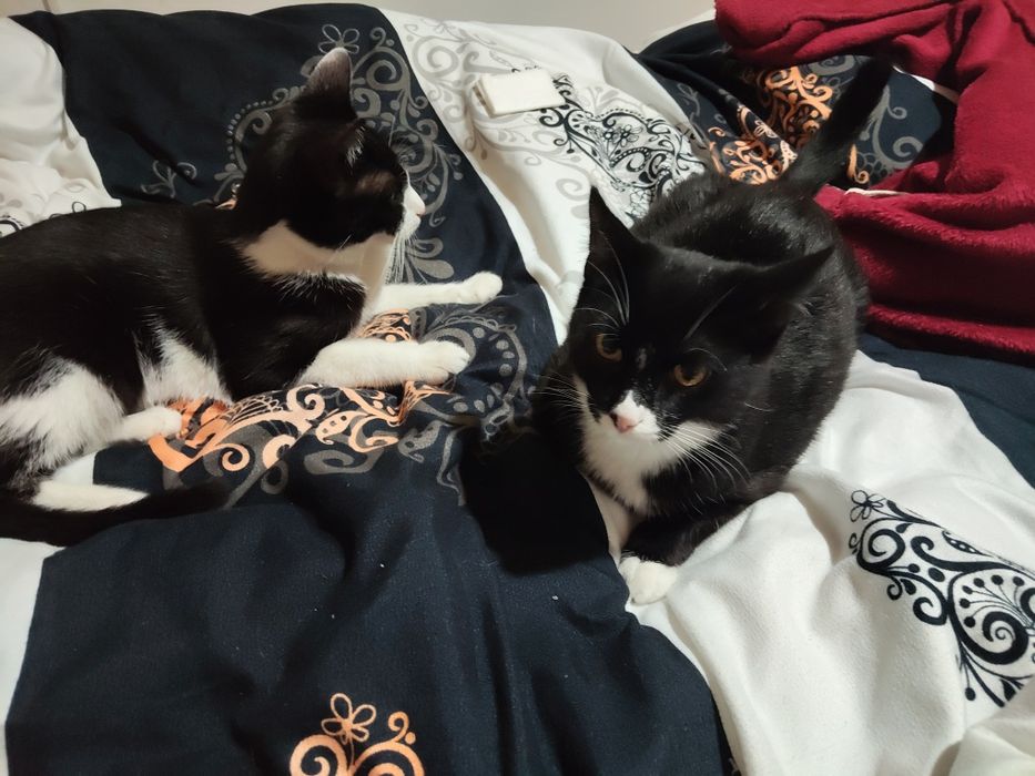 Pisică și motănel