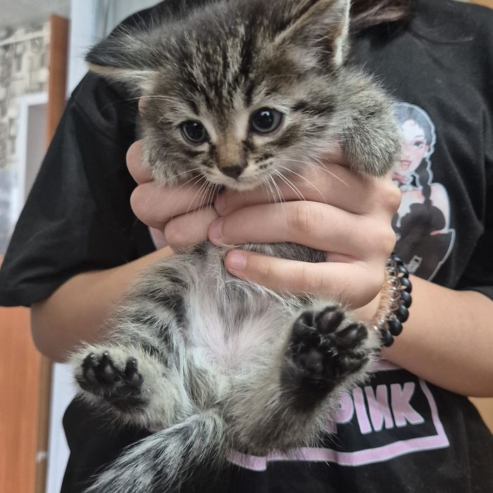 Отдам котёнка в хорошие руки