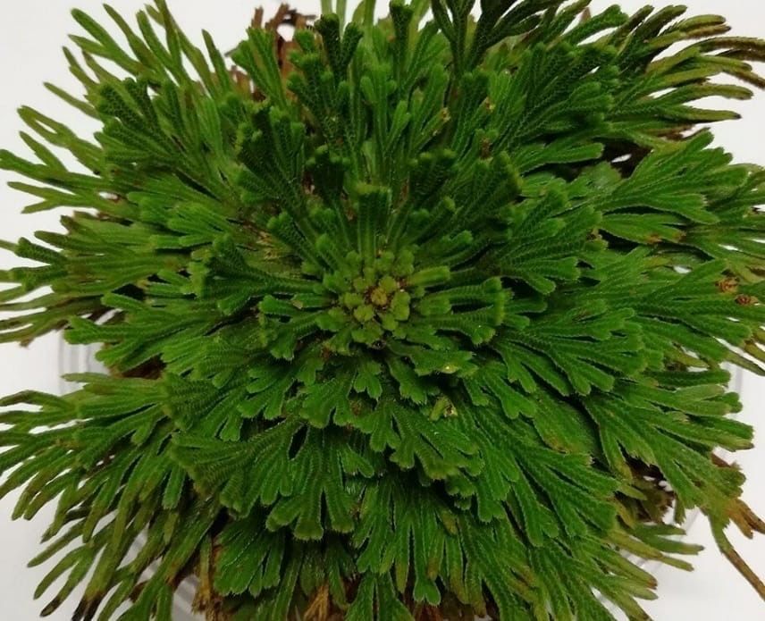 Иерехонская роза - цветок сюрприз