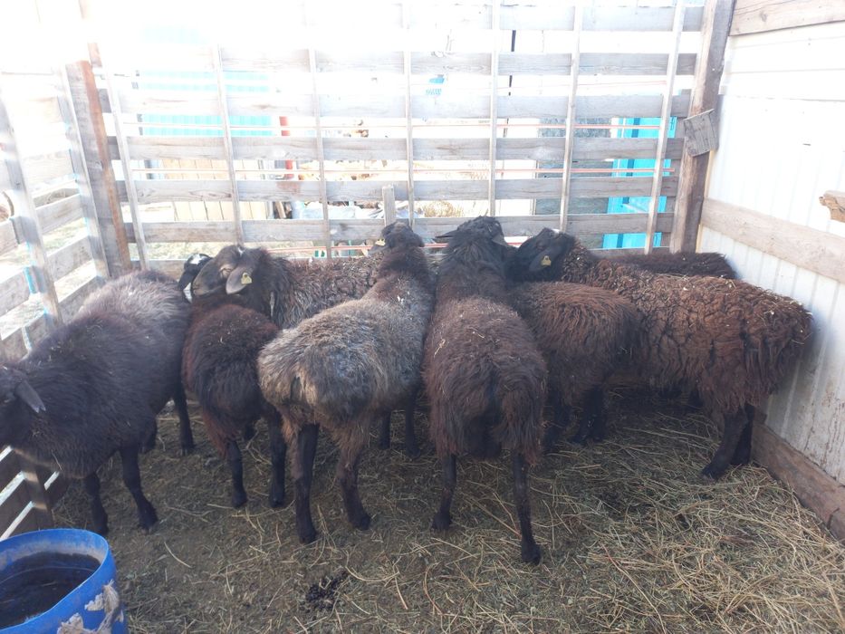 Қой, тұсақ, тоқтылар.