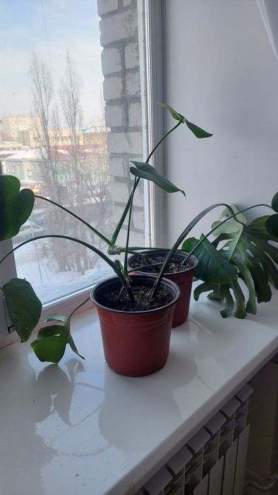 Продам Монстеру молодую