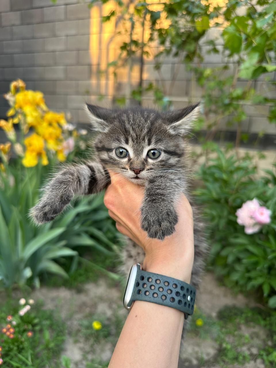 Котёнок девочка два с половиной месяца