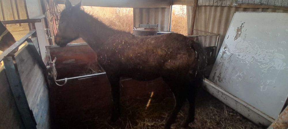 1 еркек жабағы сатылады