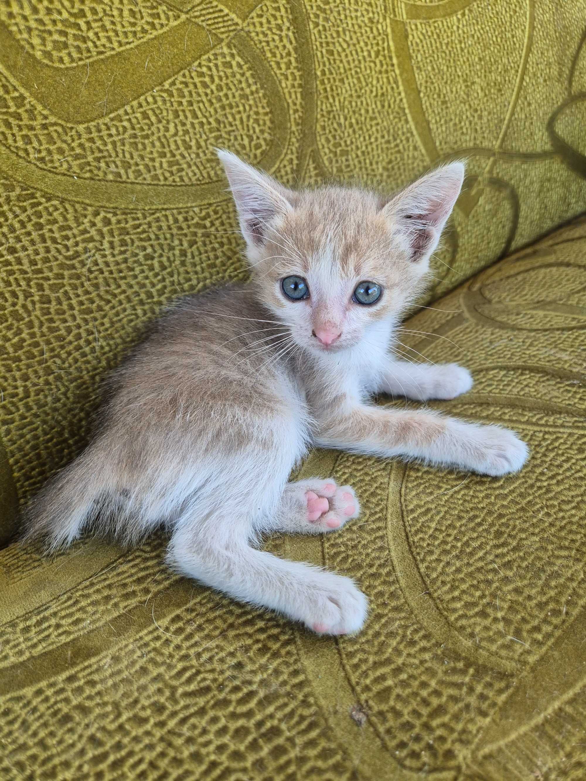 ‼️Котейки ищут дом‼️