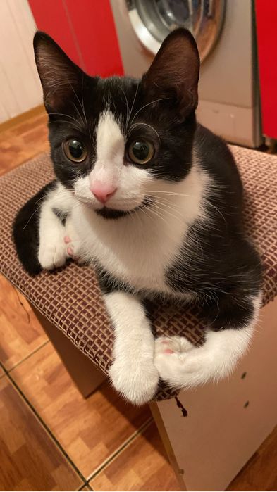 Отдам Кота в добрые руки, обязательно частный дом !