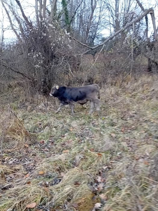 Vând jurinci una  2ani și una 10 luni ,tauras de 10 luni