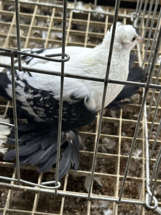 Randunica de saxonia