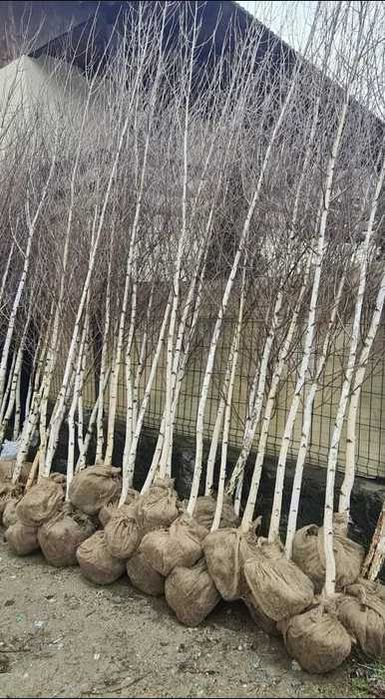 Plante pentru Aliniamente și Grădini Mari – Tei și Mesteacăn Viguroși