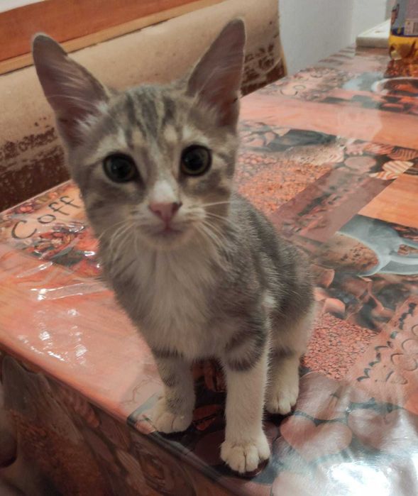 Отдам домашних котят