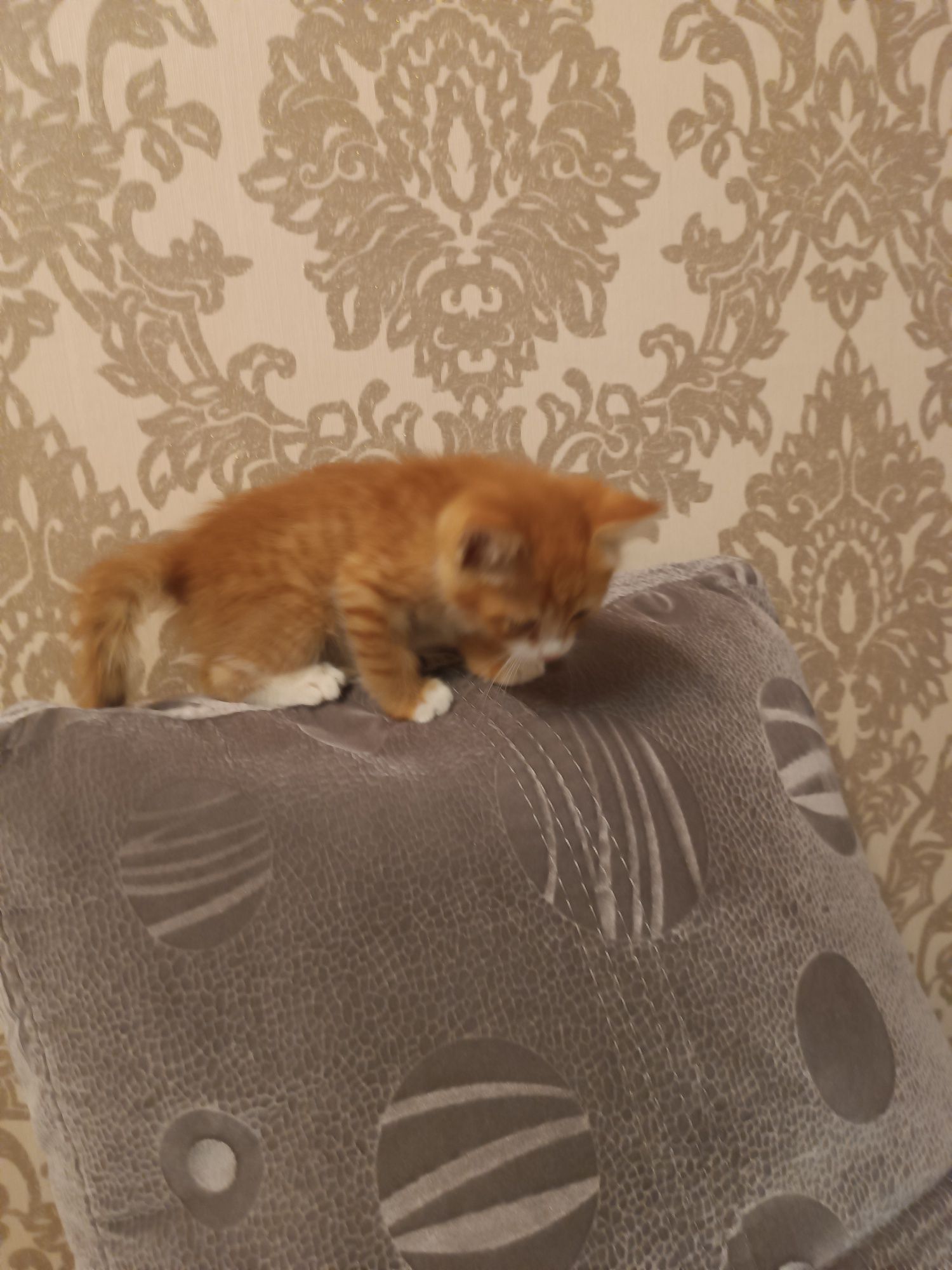 Норвежский лесной котёнок!