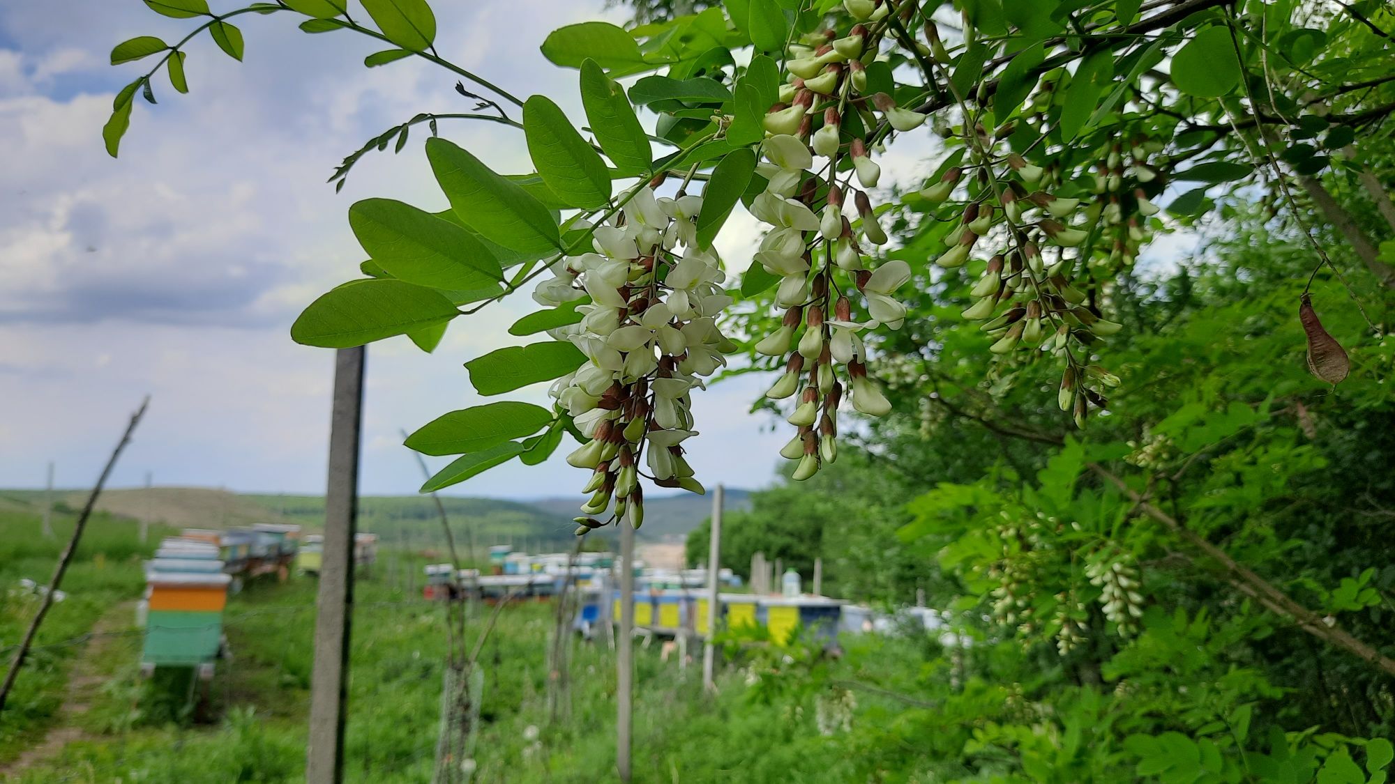 Vand albine, familii puternice, fara lada. Beehive Sell bees