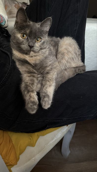 Кошка 1год и 3 месяца