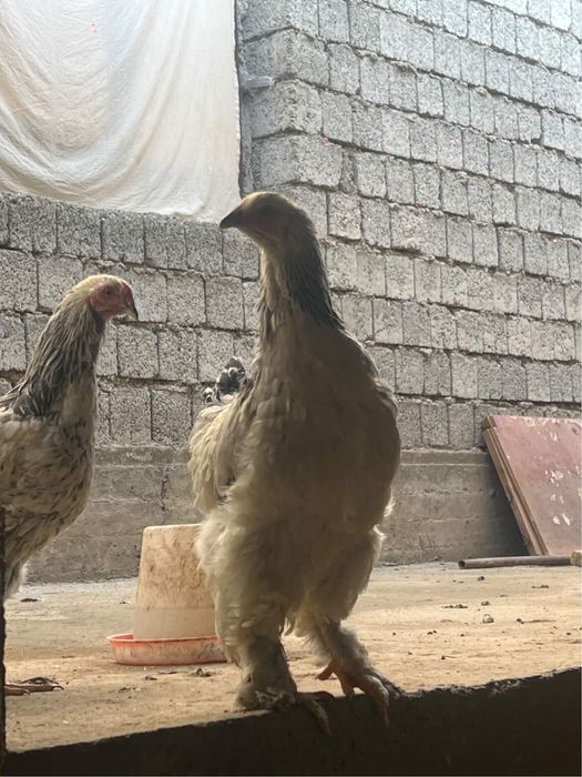 Brama jujalae bor 5 oyli srochna sotiladi