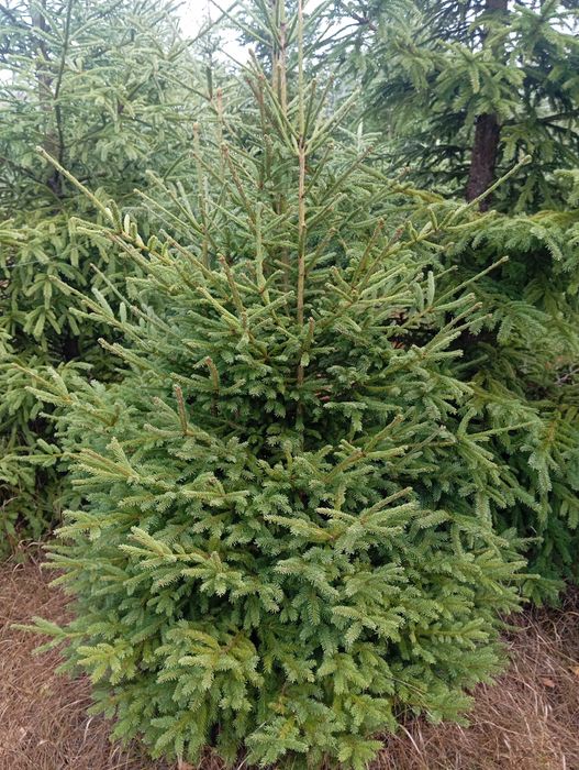 Живи Коледни ЕЛХИ