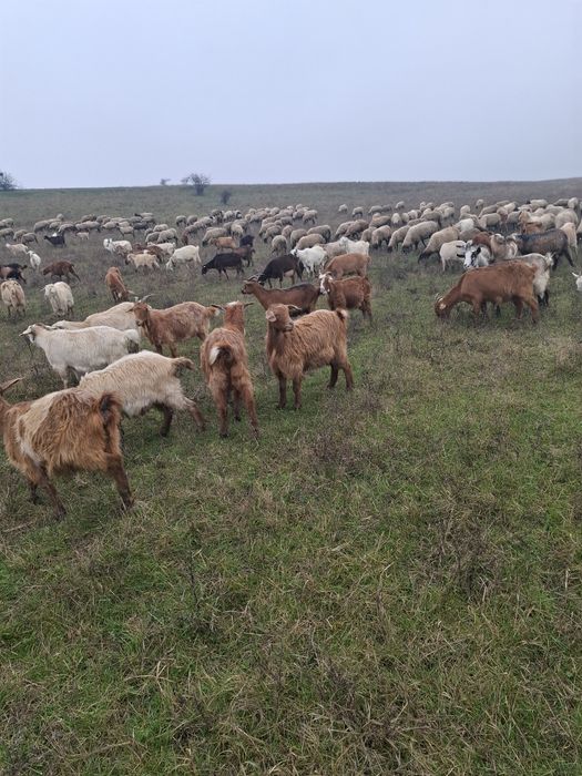 Vand oi carabase și capre