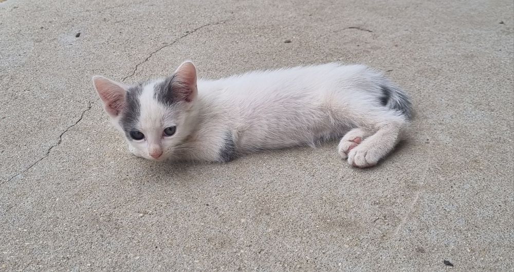 Подарявам котета