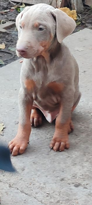 Продавам  цветни  родословни добермани