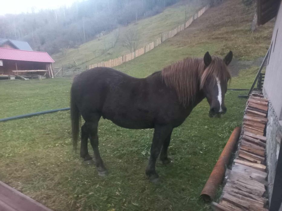 Vând cal 11 ani foarte cuminte