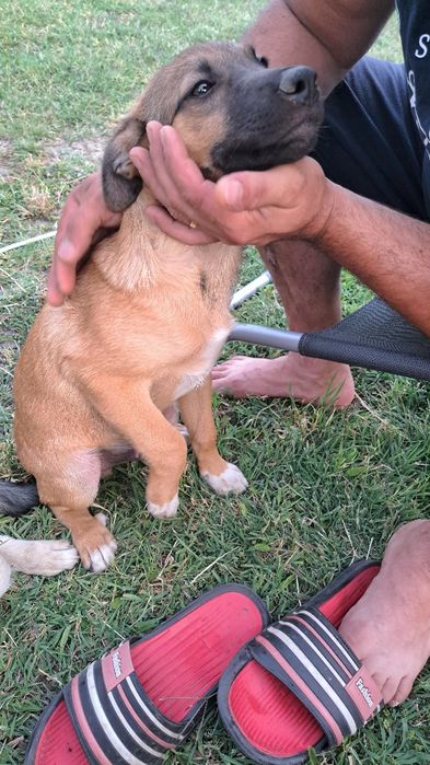 Adoptie responsabila