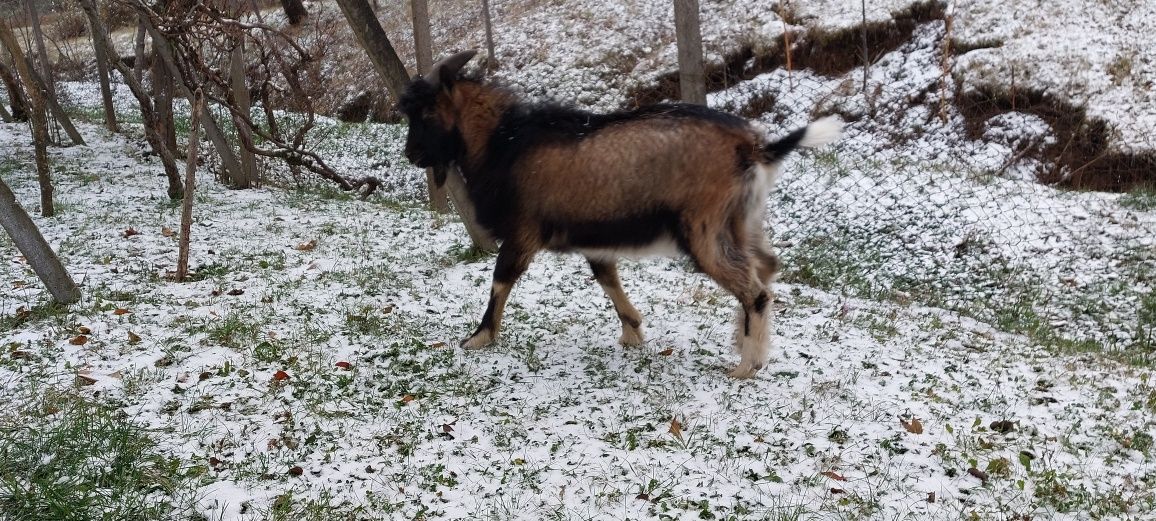 Vând sau schimb Țap Alpin Francez