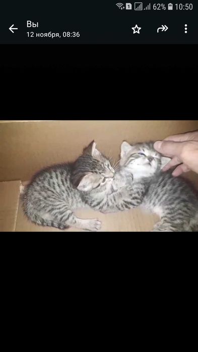 Отдам котят даром
