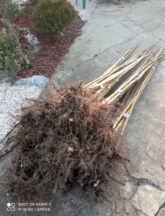 Посадъчен материал от Пауловния