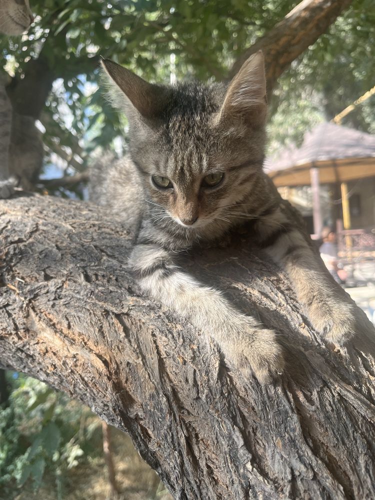 Отдам котят в добрые руки