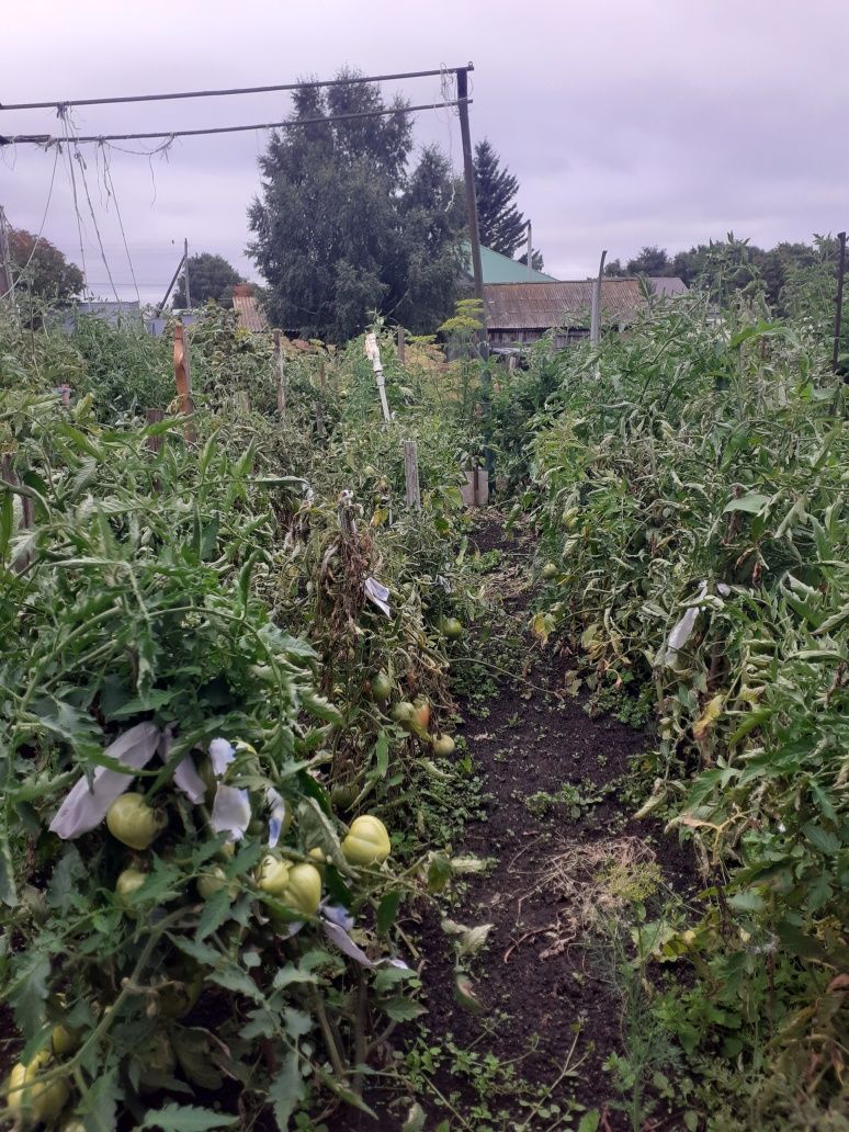 Продам дом в экологически чистом районе
