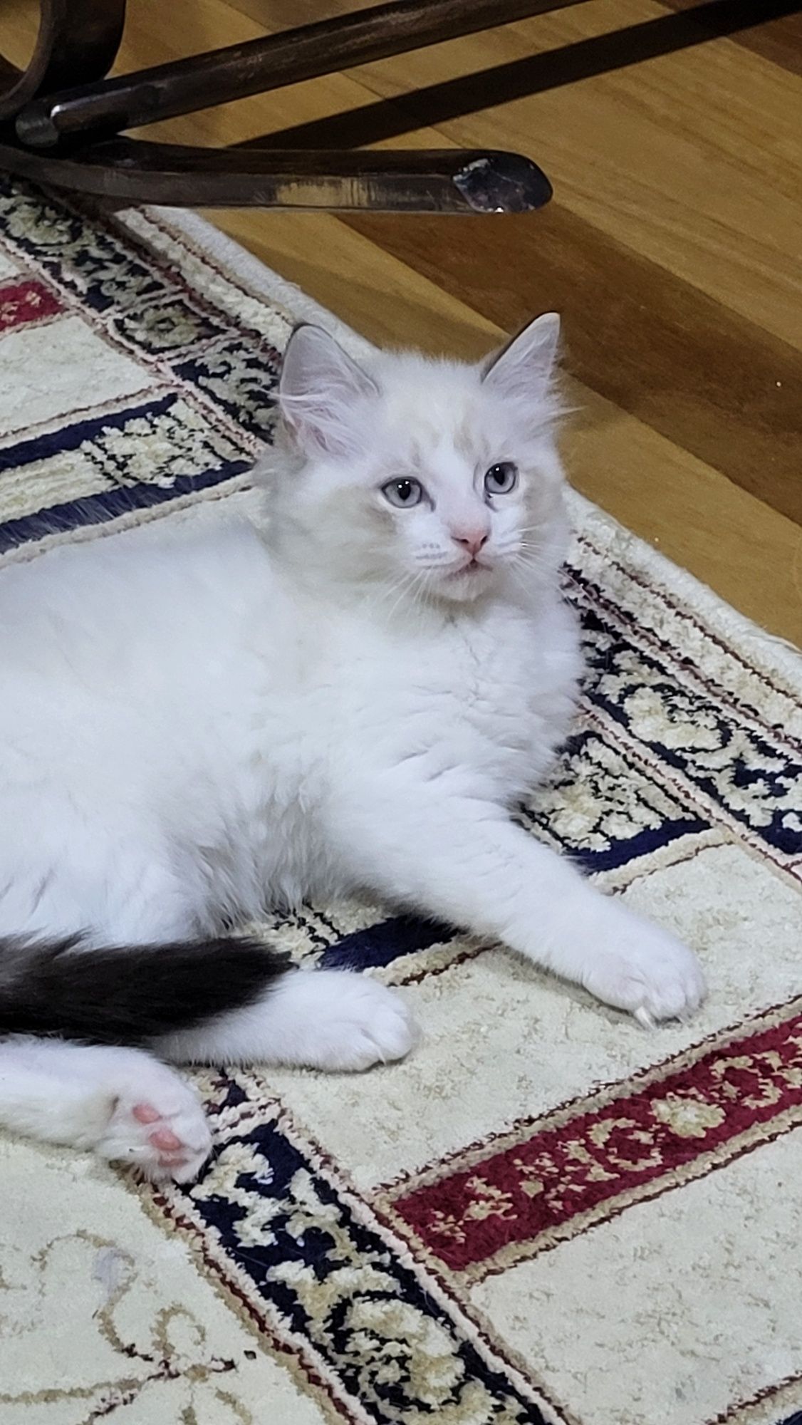 Котенца Регдол – 4 пухкави бебета почти на 3 месеца