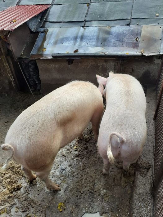 Vând porc 150-180 kg