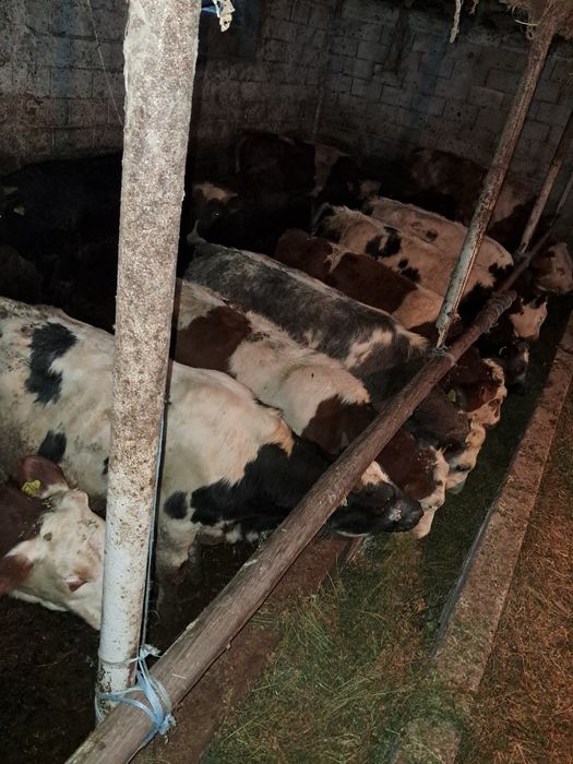 Vând 12 taurasi media 260kg