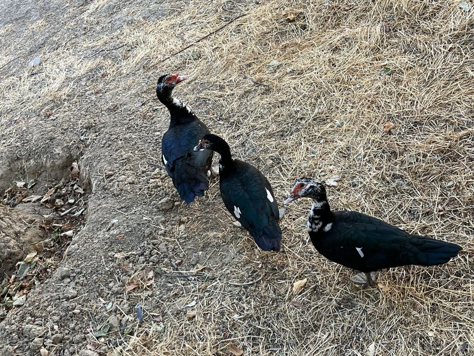 3 ta Qora Indutkalar sotiladi