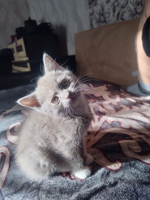 Отдам котёнка  Девочку