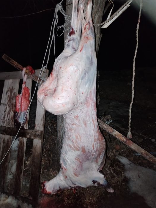 Закупаем баранину