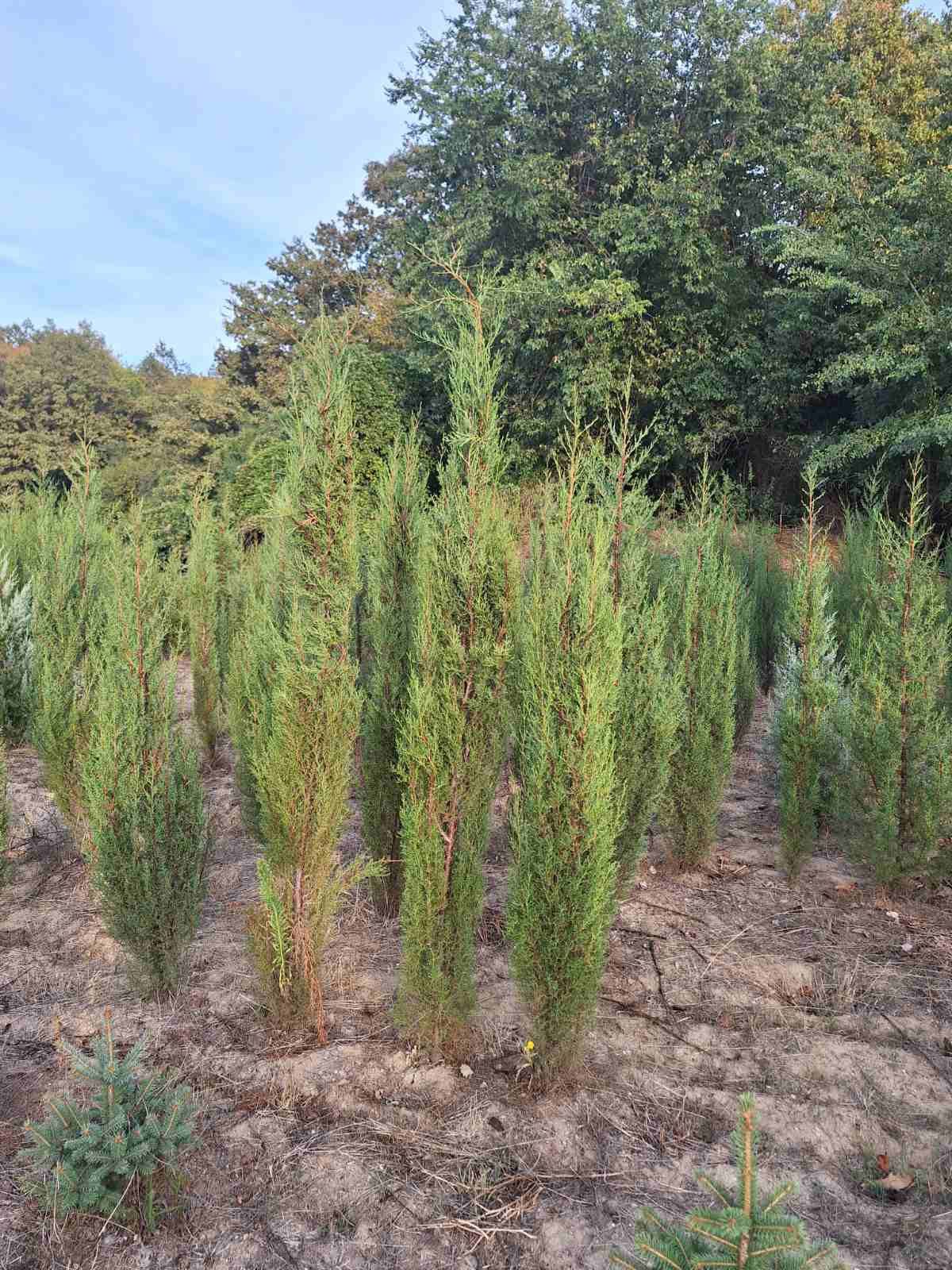 Кипарис / Cupressus sempervirens