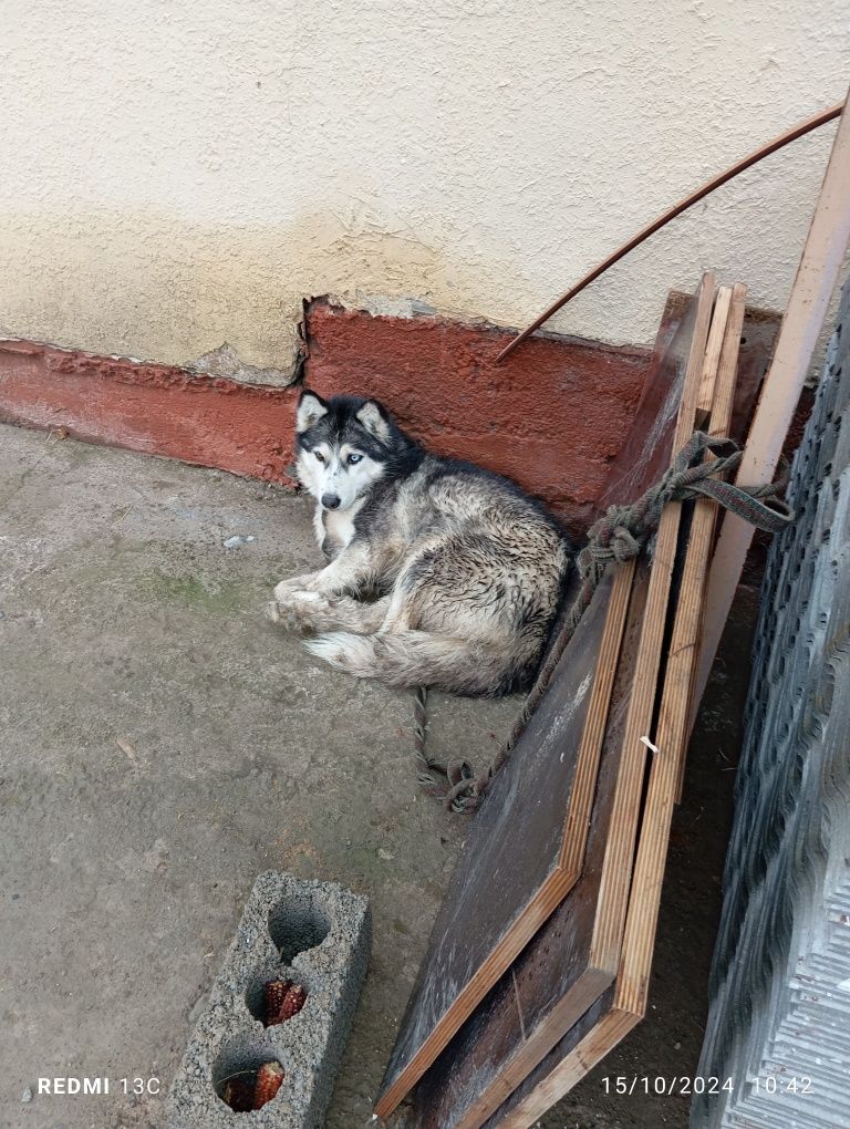 Хаскин уизболаси 1 йошда