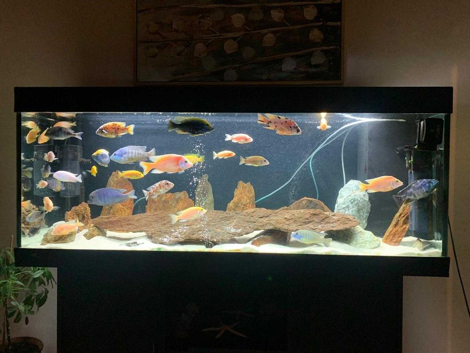 Acvariu Juwel Rio 400 litri