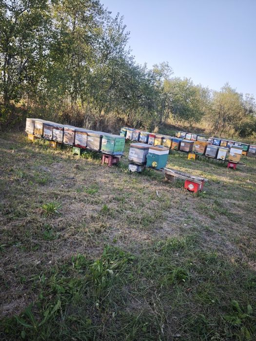 Vând 140  familiii de albine !