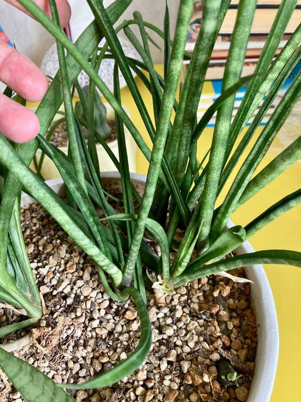 Сортовые сансевиерии Sansevieria Moto, Bacularis, Boncellensis и др