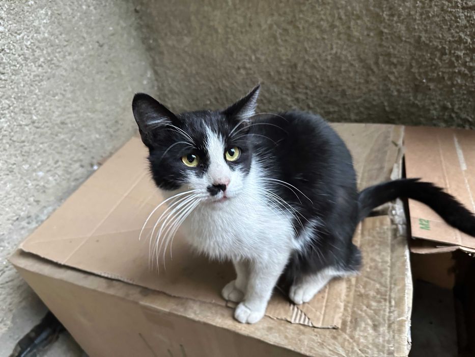 Pisici pentru adoptie