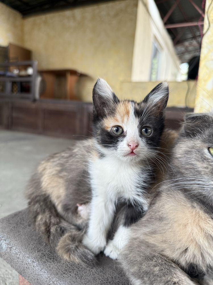 отдам котенка в добрые руки