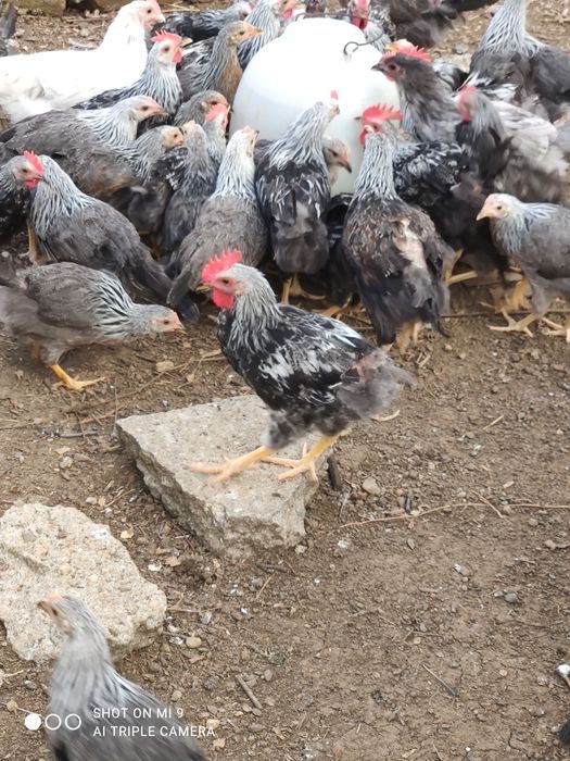 Cocos de rasă,cocoșel, cocos argintiu italian, cocos de curte