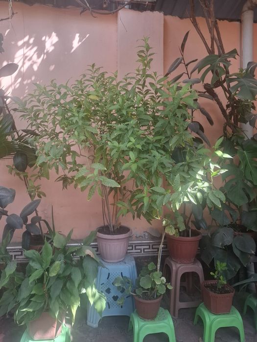 Гуллар катта хаммаси