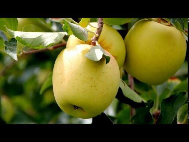 Pomi Fructiferi stravechi din glia stamoseasca soiuri de mar