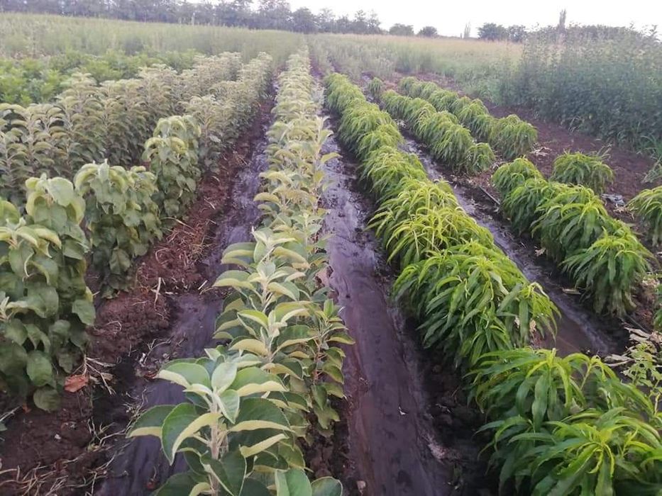 Pomi fructiferi COLUMNARI