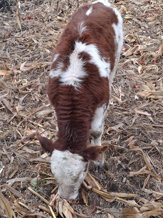 Vând 2 tăurași de 2 luni de pus la vaca semi înțărcați 3700lei bucata