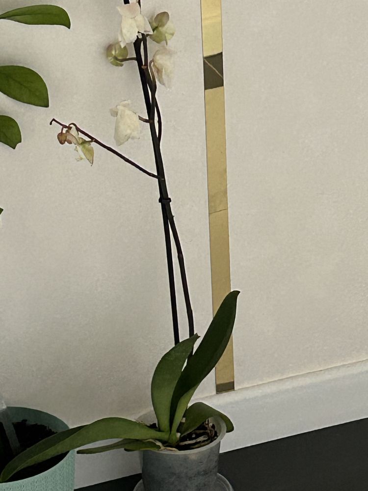 Цветок Архидея