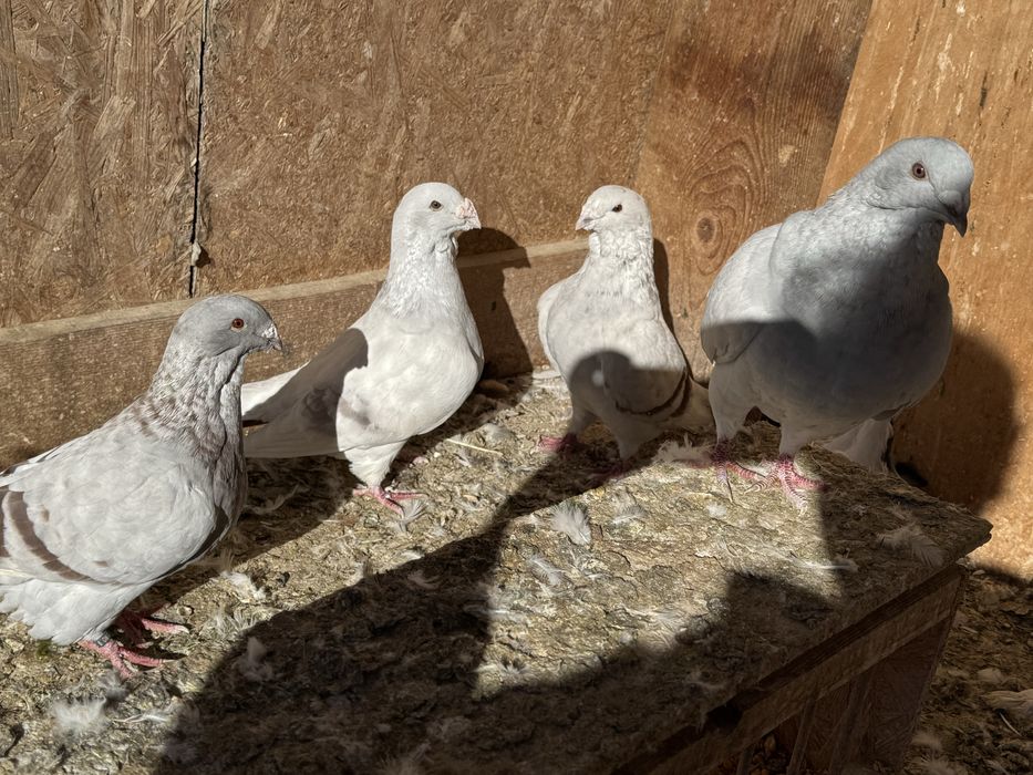 De vinzare porunbei satineti,americani ,gaini brahma