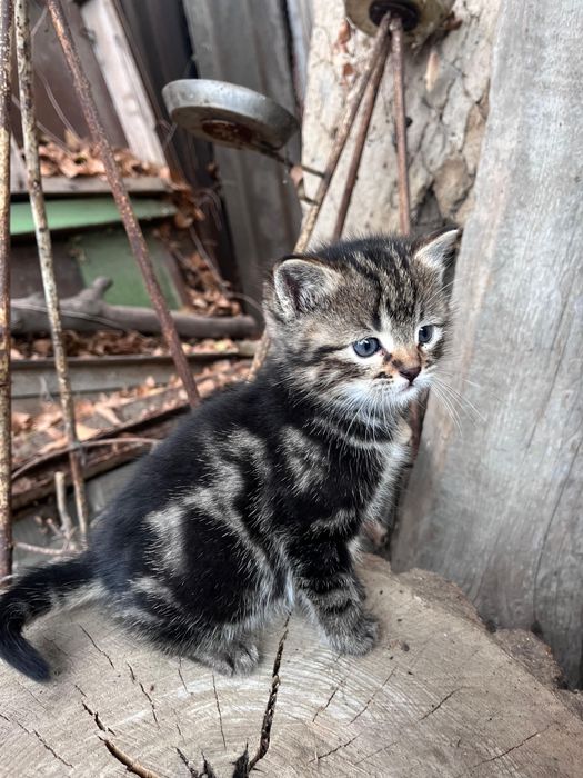 Отдам котят в добрые руки